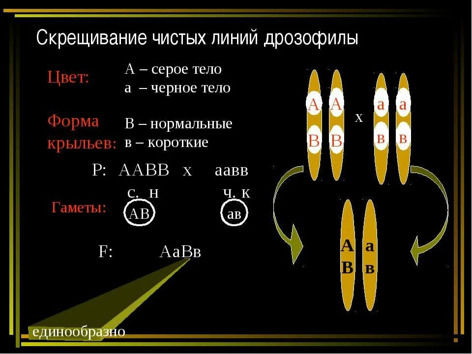 Скрестили чистые линии