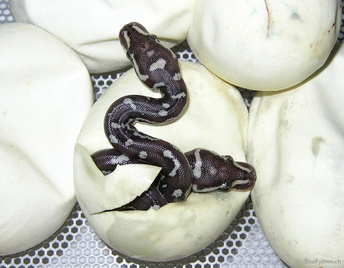 Python egg