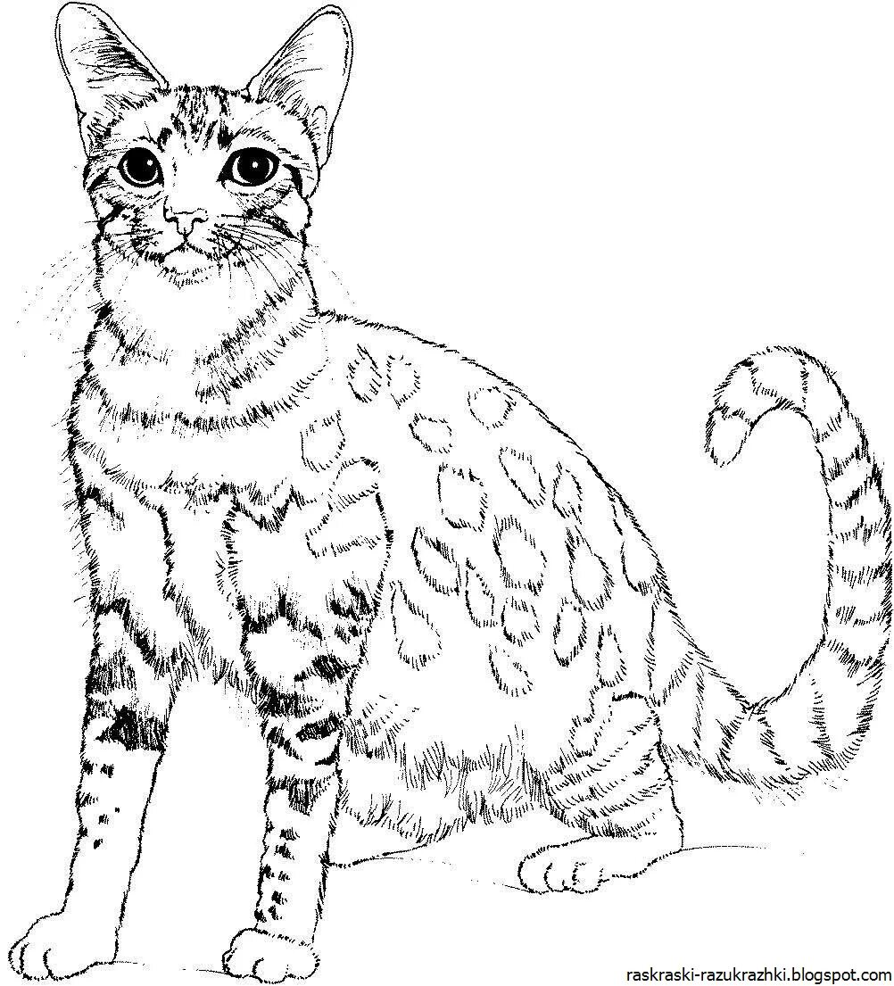 Красивая раскраска котиков. Кошки. раскраска. кошка для раскрашивания. раскраска. котики. раскраска кошечка.
