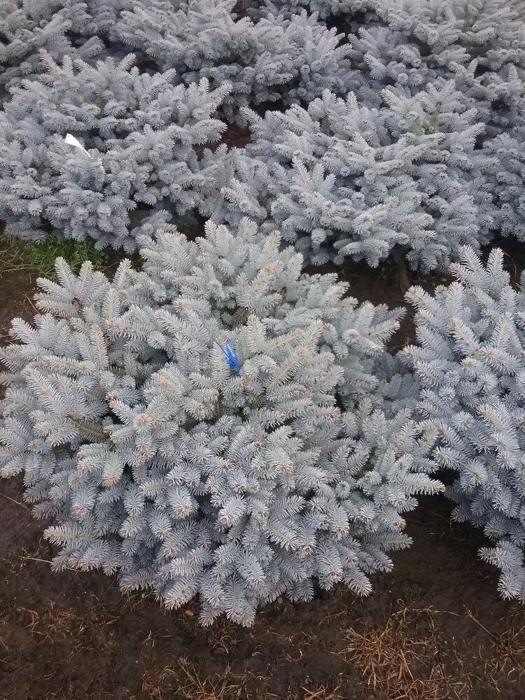 Ель колючая glauca. Ель колючая Глобоза. Ель Глаука Глобоза. Пицея пунгенс Глаука Глобоза. Picea pungens 'glauca globosa'.