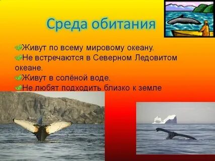 Среда жизни китов