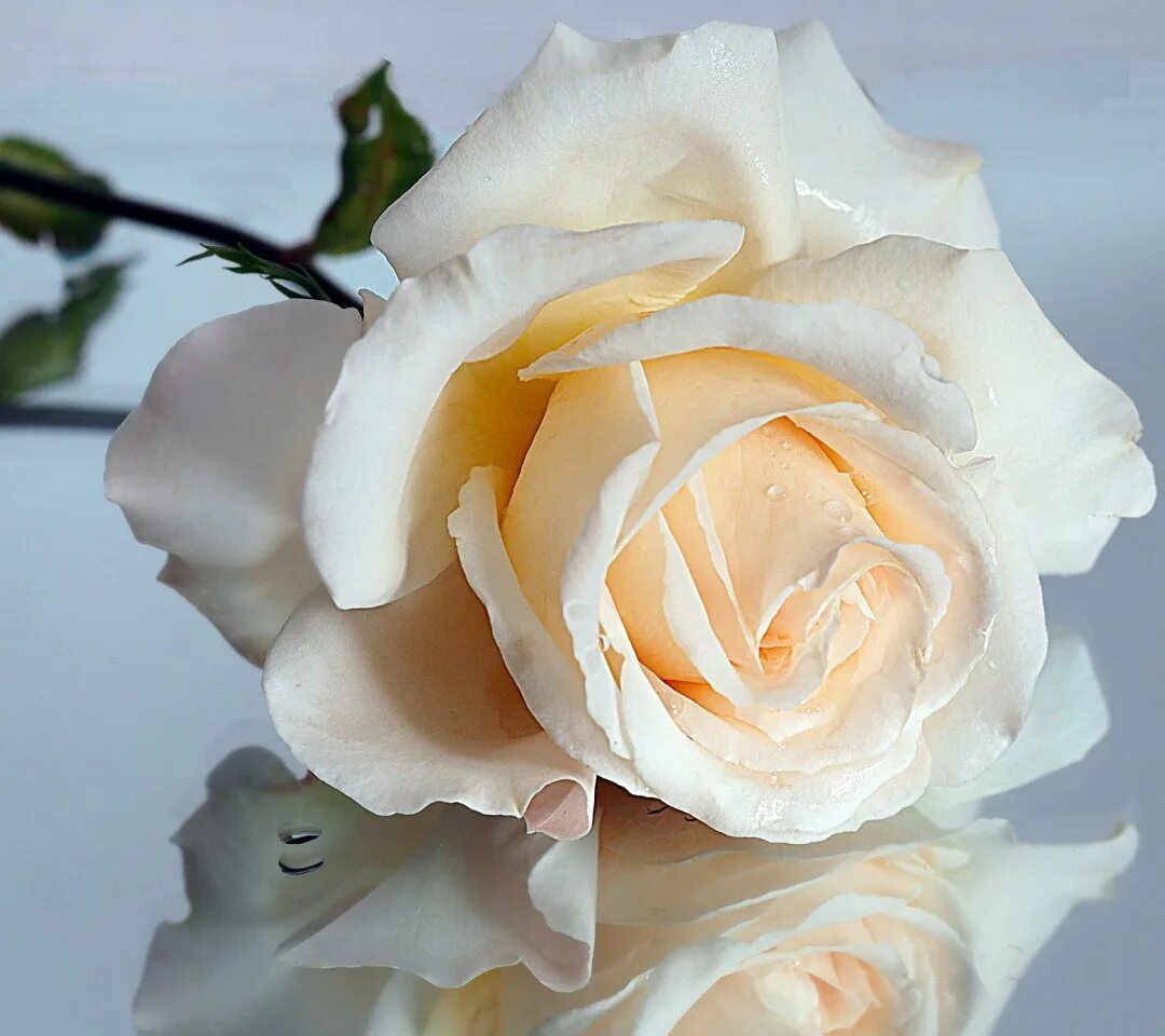 Белые розы смысл. Красивые белые розы. Шикарные кремовые розы. Розы кремового цвета.