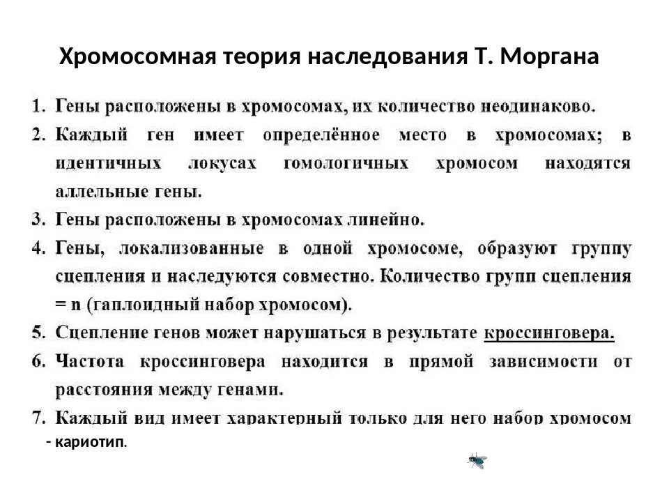 Положениями хромосомной теории наследственности является. Положение теории наследственности Моргана. Положения теории Томаса Моргана. Хромосомная теория наследования кратко.