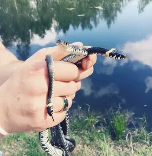 I love snakes