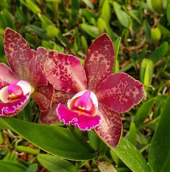 Орхидея ирис. Каттлея durigan iris. орхидея blc durigan aphrodite. blc durigan hercules орхидея. blc. durigan iris.