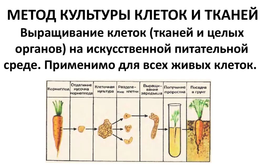 Установите последовательность процессов при размножении человека. Метод культуры клеток и тканей. Метод клеточных культур последовательность этапов. Метод культуры клеток и тканей в биологии. Выращивание растений методом культуры клеток.