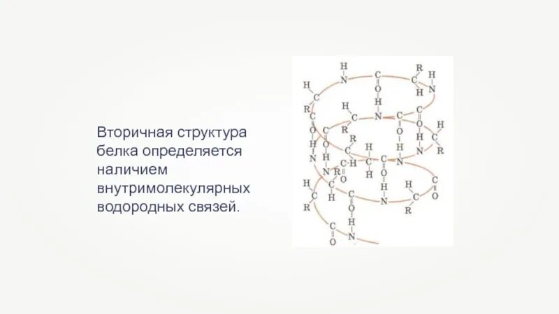 Белково водородные связи. Вторичная структура белка. Вторичная структура белка определяется. Вторичная структура белка связи. Вторичная структура связи.