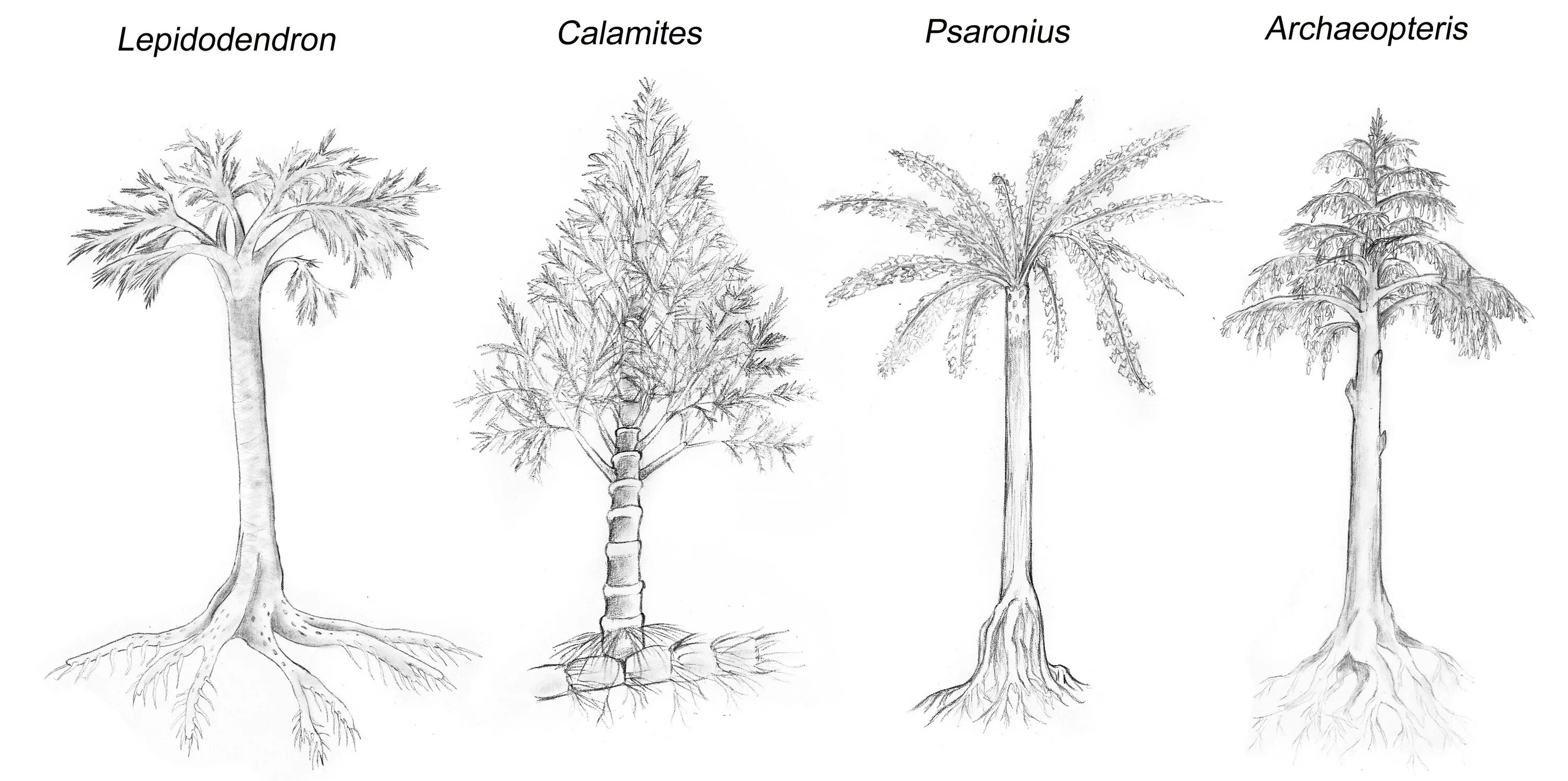 Археоптерис. Археоптерис дерево Эра. Лепидодендрон. Каламит растение. Лепидодендрон высота.