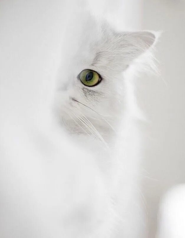 Кошка белая. Светлая кошка. Белая аватарка. Белая заставка. Почему белая аватарка
