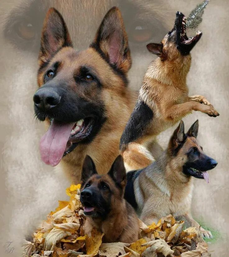 Забавный немецкий. Овчарка улыбака. Забавный немецкий. Веселая овчарка. Одежда для овчарки.