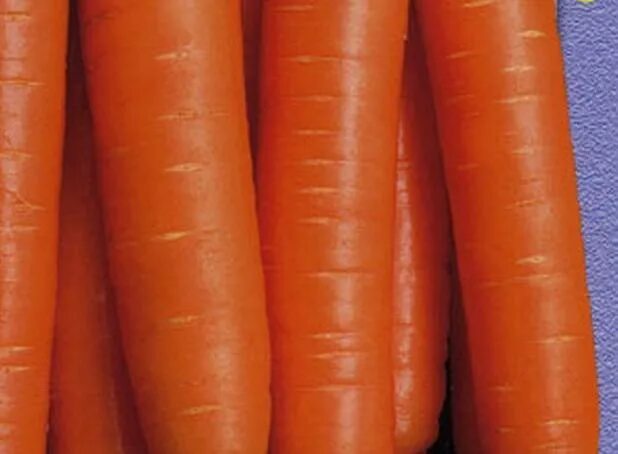 Какая морковь сладкая. Морковь сахарная f1 Лакомка. Морковь Алтайская сахарная. Морковь сорта Крепыш. Морковь Алтайская Лакомка 2г.
