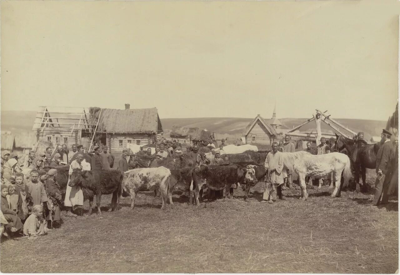 Век скот. Нижегородская губерния 19 век село. неурожайный 1891—1892 год в нижегородской губернии. сельское хозяйство в самарской губернии 19 век.