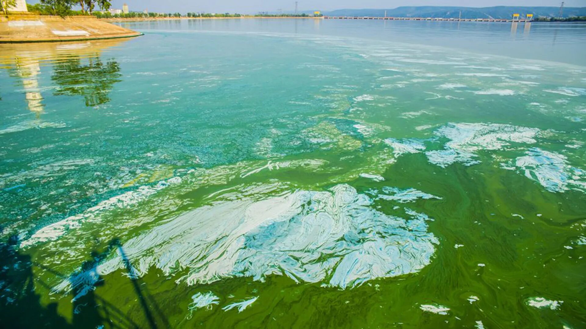 Цветущие водоросли. Цветение воды цианобактерии. Синезеленые водоросли Волга. Цветущая Волга Тольятти. Сине зеленые водоросли Самара.