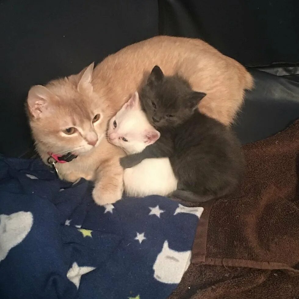 Два ребенка и две кошки. Мама кошка и два котенка. маленькие котята с мамой и папой. мама с двумя котятами. котеночек маленький с мамой.
