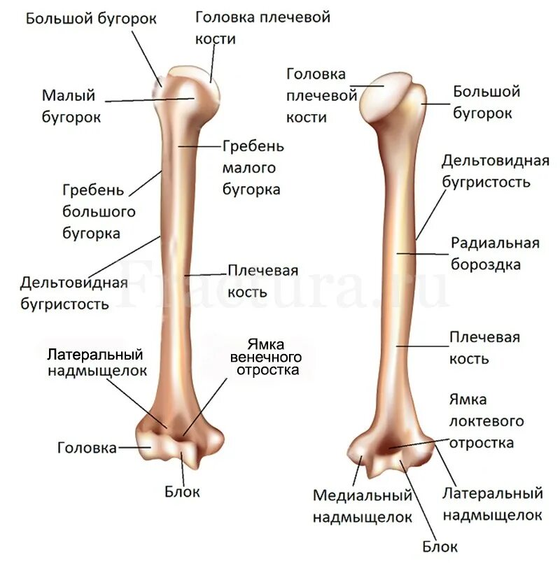Место кости. Строение диафиза плечевой кости. Мыщелок плечевой кости анатомия. Анатомические структуры проксимального эпифиза плечевой кости:. Строение головки плечевой кости.