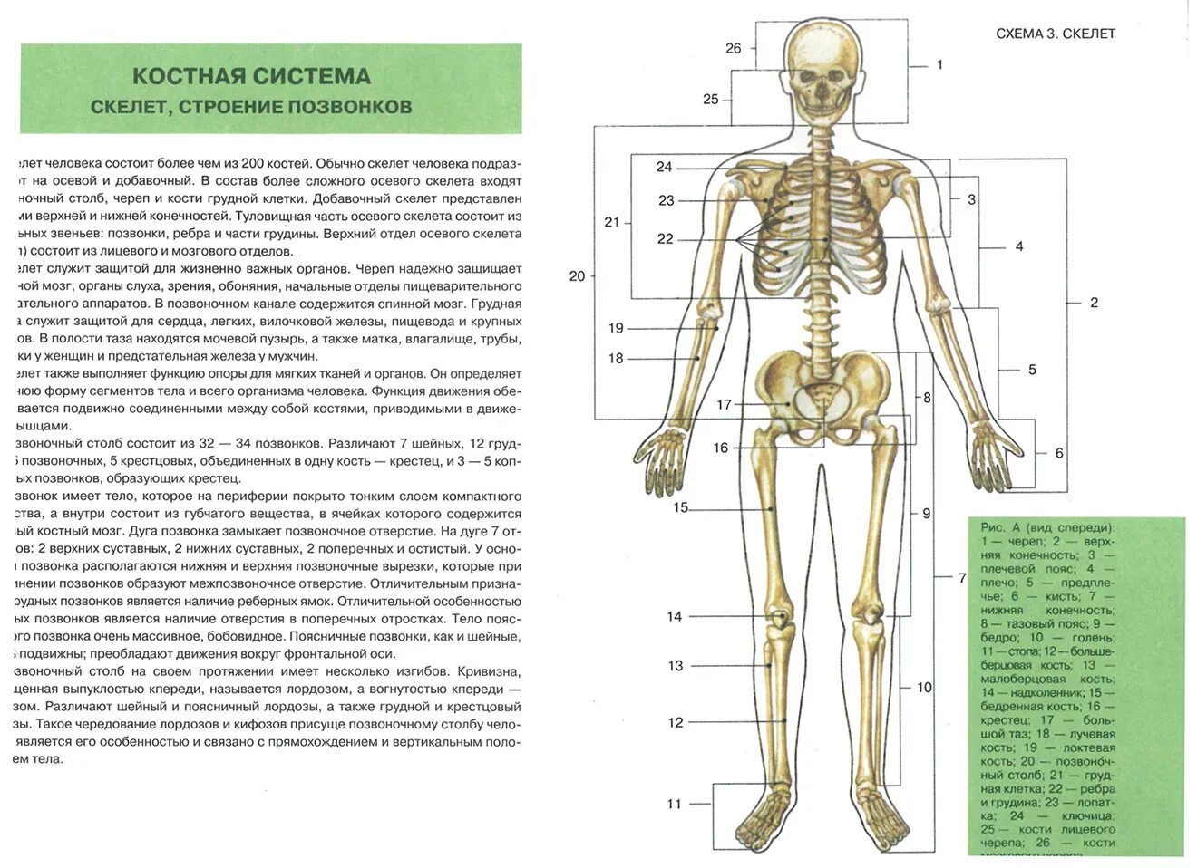 Атлас анатомии человека Самусев Агеева. Анатомия человека костная система атлас. Внешнее и внутреннее строение тела. Наглядные пособия по анатомии человека. Анатомия человека пособия