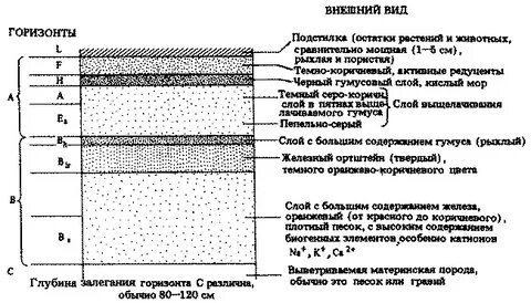 Горизонты пород