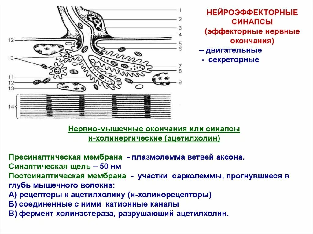 Мембрана мышечного волокна. Пресинаптическая мембрана и постсинаптическая мембрана. Нейромышечные эффекторные нервные окончания функции. Строение нервно мышечного окончания гистология. Двигательные нервные окончания гистология.