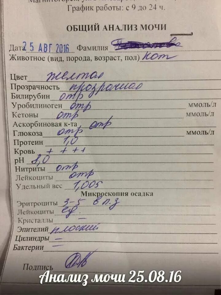 Моча плохая что делать