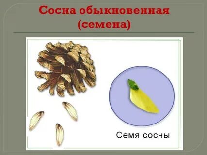Шишка форма чешуи
