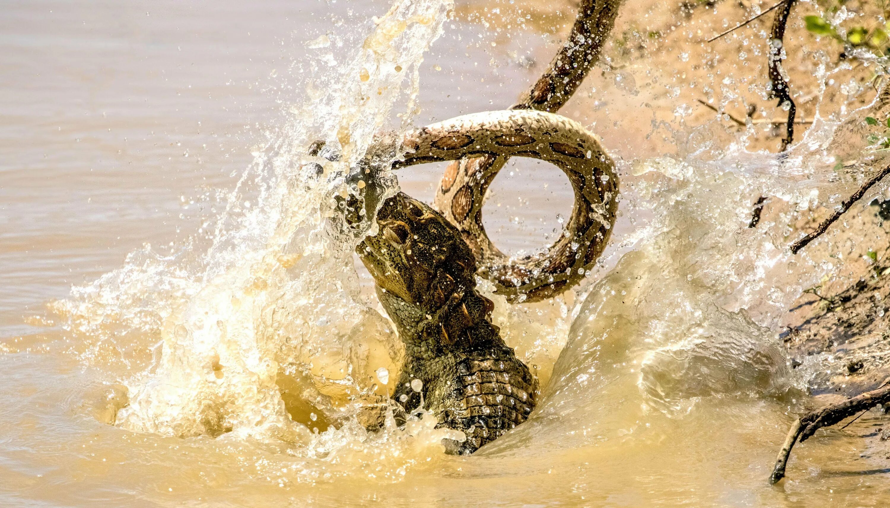 Крокодилы на шри ланке. Шри Ланка змеи. Ядовитые змеи Шри Ланки. Морские змеи на Шри Ланке.