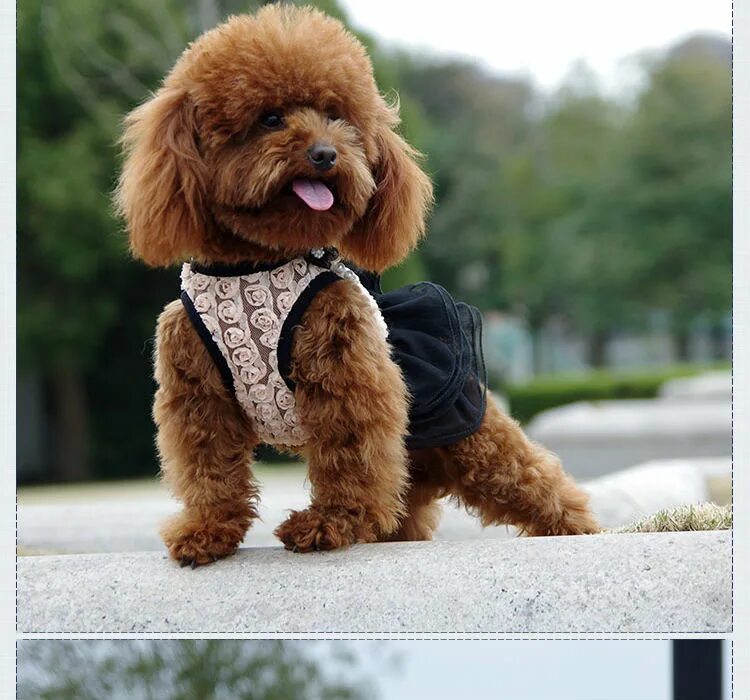 пудель мальтипу. тедди пудель. тикап тедди пудель. карликовый пудель теди. тедди пудель.