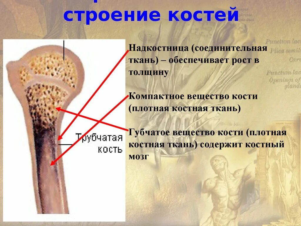 Что делает кости сильными. Строение кости. Кость строение. Структура человеческой кости. Строение костной кости.