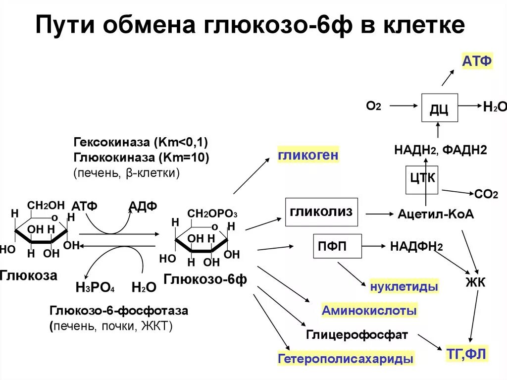 Схема обмена гликогена биохимия. Общая схема распада Глюкозы биохимия. Схема пути обмена Глюкозы.