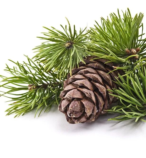 Канал кедр. Техасский кедр. кедр техасский древесины. сообщество кедрач. кедровое чудо.