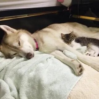 Сон щенок котенок