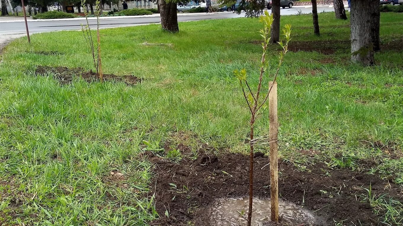 В мелколесье юные деревца. Молодые деревья. Молодые саженцы деревьев. Маленький саженец дерева. Саженцы молодых деревьев.