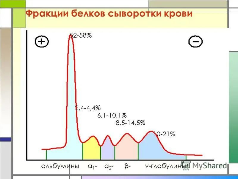 Фракции белков норма. Белковые фракции сыворотки крови. Белковые фракции в сыворотке. Основные белковые фракции сыворотки крови?. Белковые фракции анализ.