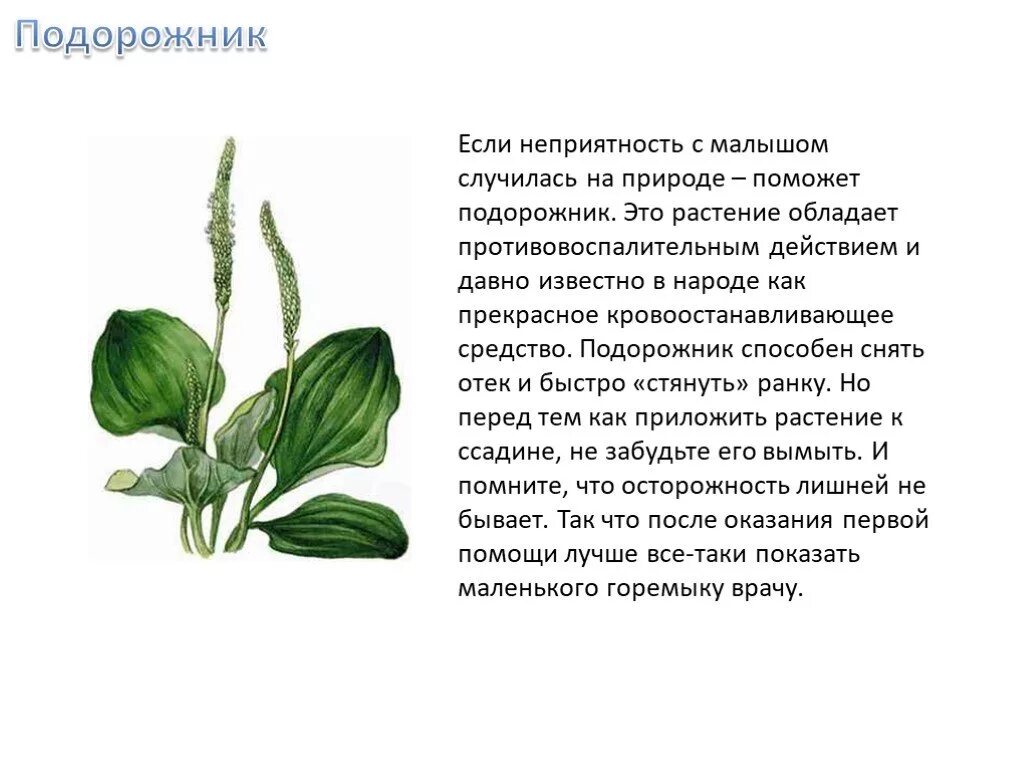 Подорожник дорога 4 класс. Подорожник для детей 2 класс. что такое подорожник для дошкольников. сообщение о подорожнике. подорожник описание.