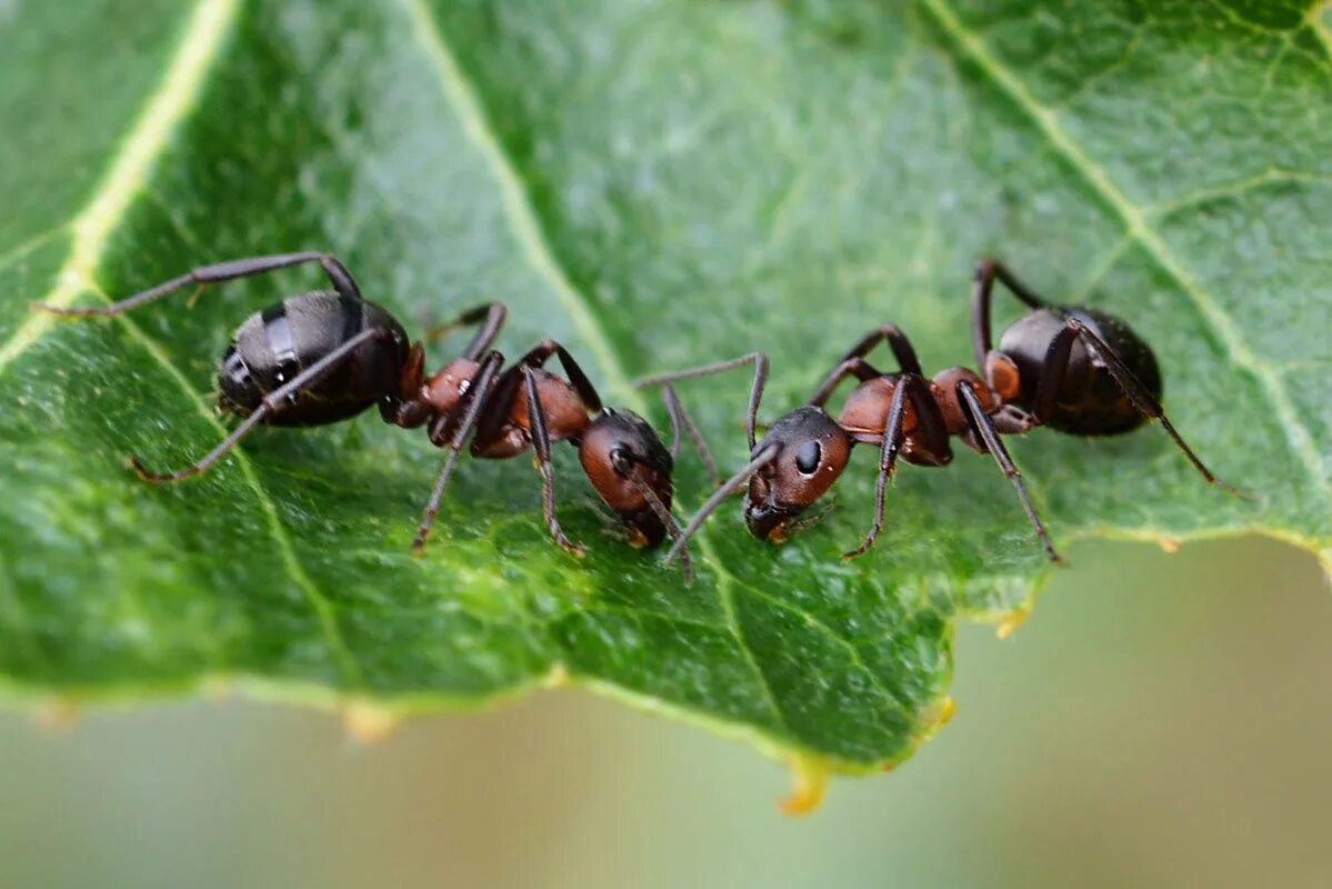 Муравьиный вид. Медоносные муравьи. Фараоновые муравьи Муравейник. Летучие муравьи. Летающие муравьи.