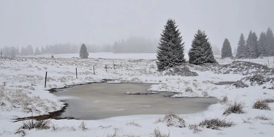 Зимнее болото. Болото зимой. Болота замерзли. Зимнее болото. Замерзшее болото.