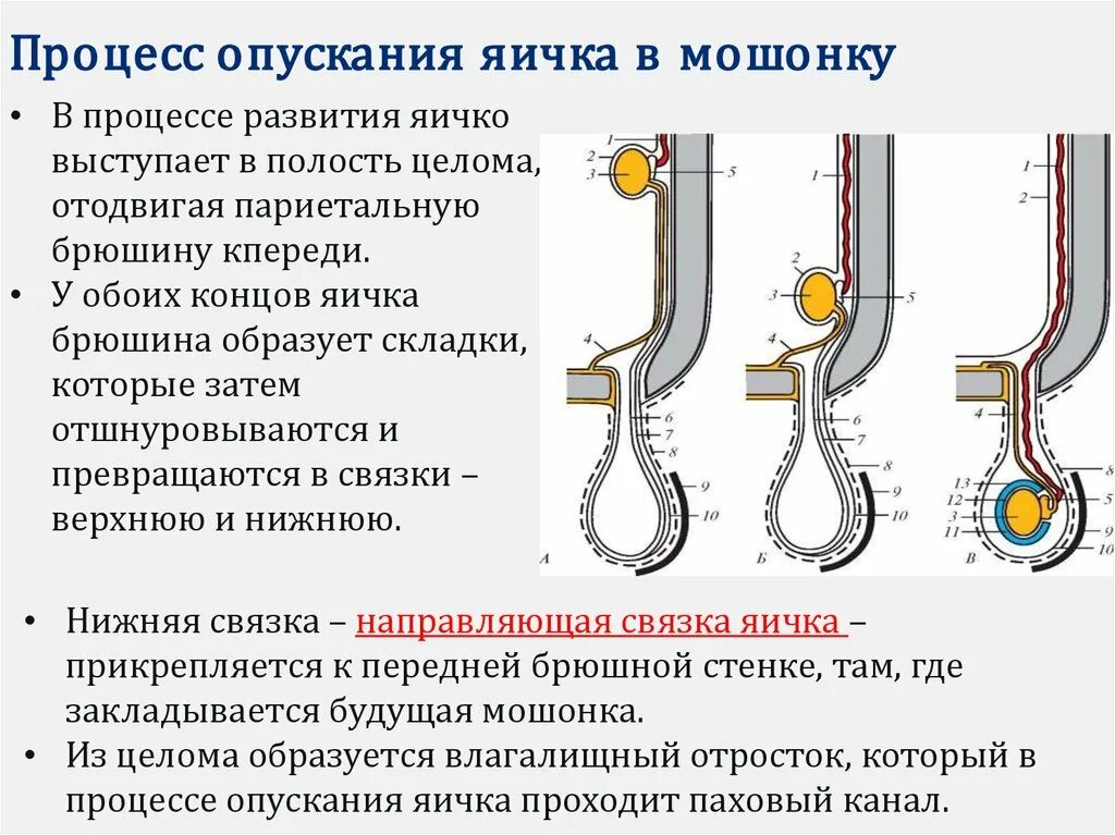 Процесс опускания яичка. Процесс опущения яичка. Процесс опускания яичка в мошонку. Операции при неопущении яичка.. Ниже яиц у мужчин