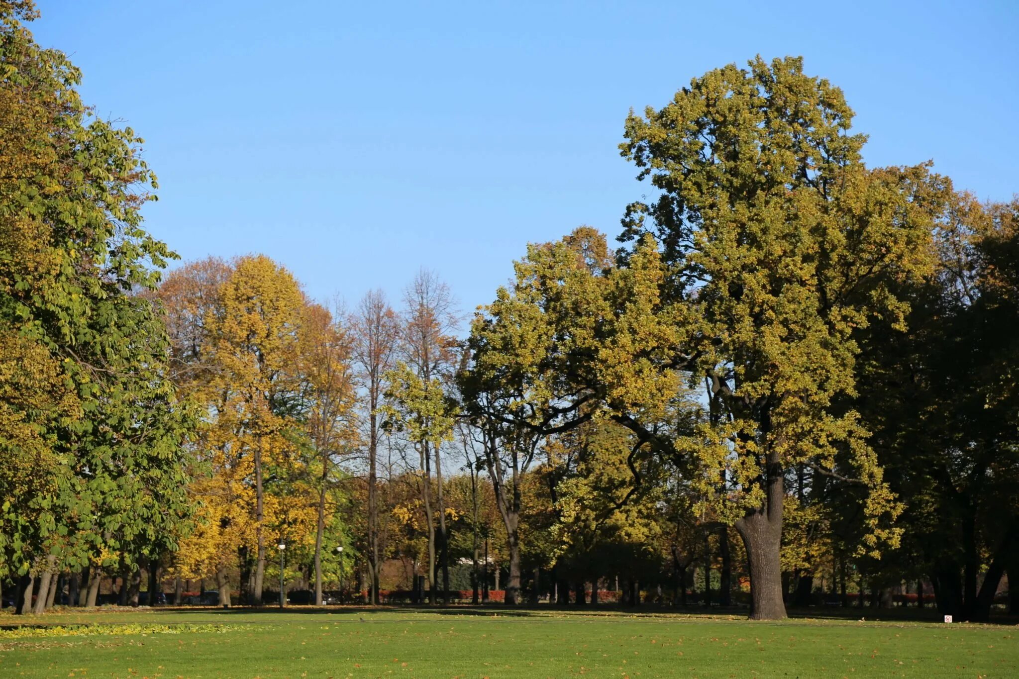 Балтийский сад санкт-петербург. Дуб черешчатый михайловский сад. Какие деревья чаще встречаются в михайловском саду. Александровский сад санкт-петербург дуб. Санкт-петербург михайловский сад михайловский сад.