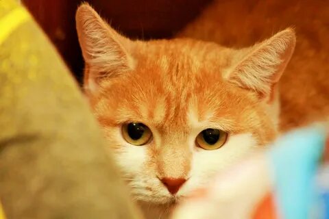 Глаза твои осторожнее кошки