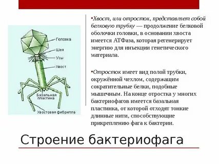 Умеренные бактериофаги