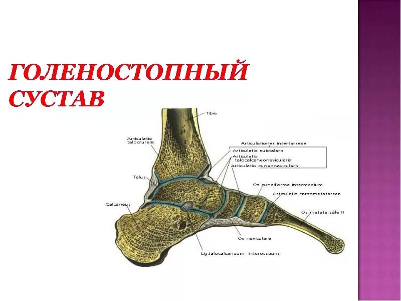 Внутренний голеностопный сустав. Суставная сумка голеностопного сустава. Кости голеностопного сустава анатомия. Голеностопный сустав сустав строение. Синовиальные сумки голеностопного сустава анатомия.