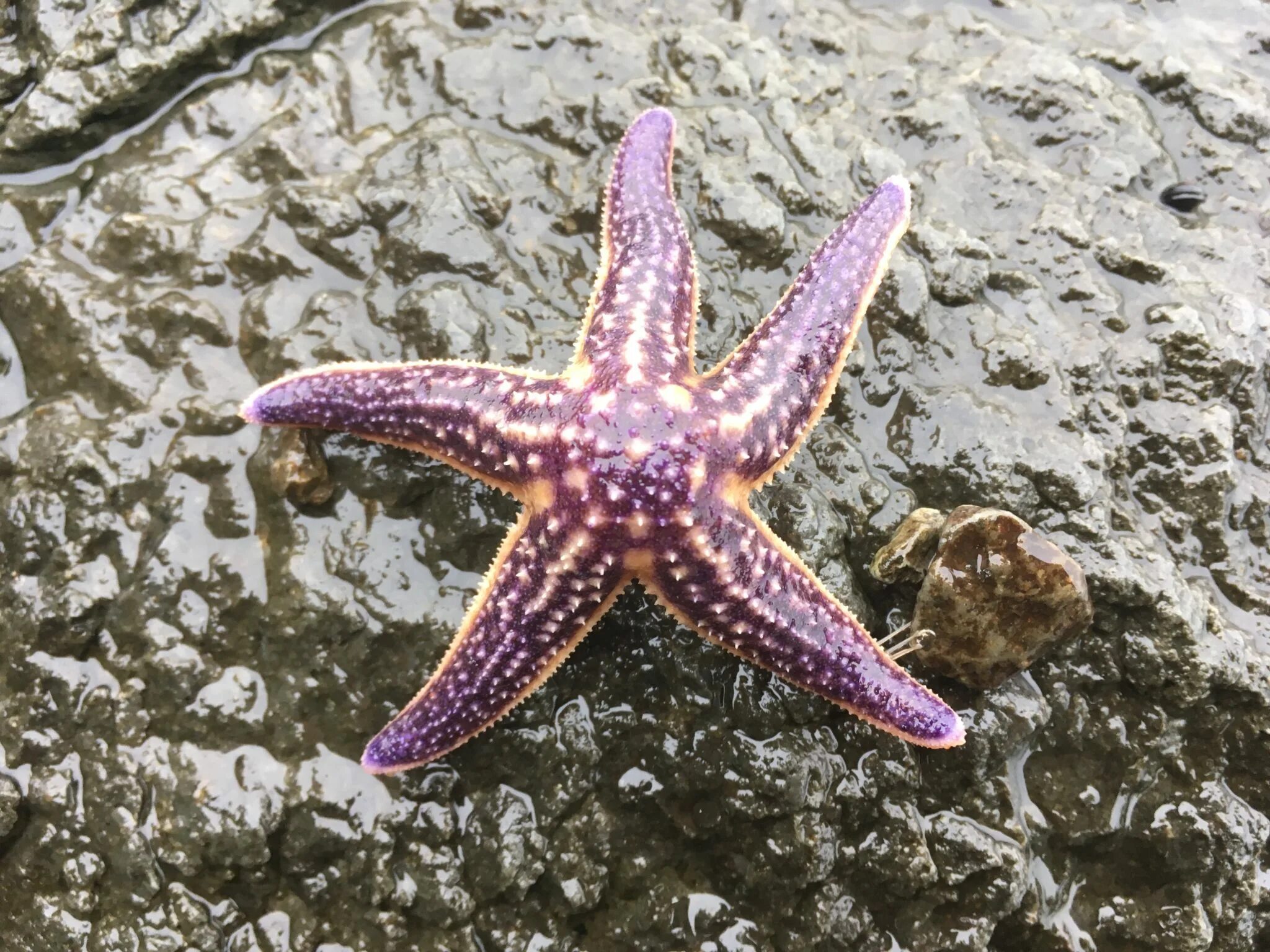 Морская звезда ответы. Амурская морская звезда (Asterias amurensis). Астерия Амурская морская звезда. Патирия гребешковая. Шестиконечная морская звезда.