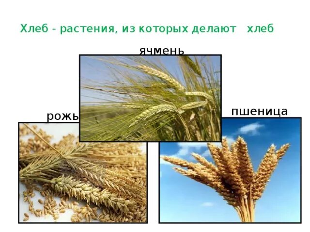 Что делают из пшеницы и ржи. Зерновые из которых делают хлеб. Хлеб делают из пшеницы. Из чего делают хлеб.