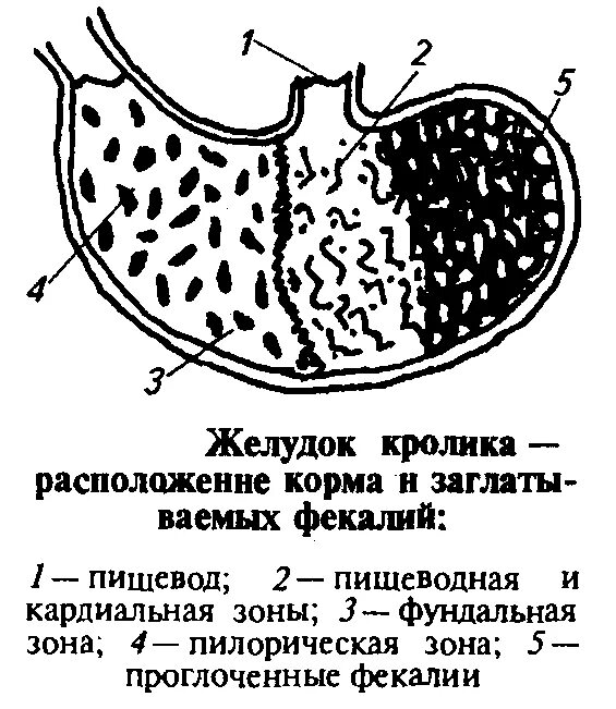 Слепая кишка кролика. Строение пищеварительной системы кролика. Строение желудка кролика. Строение желудка зайца. Пищеварительная система кролика строение желудка.