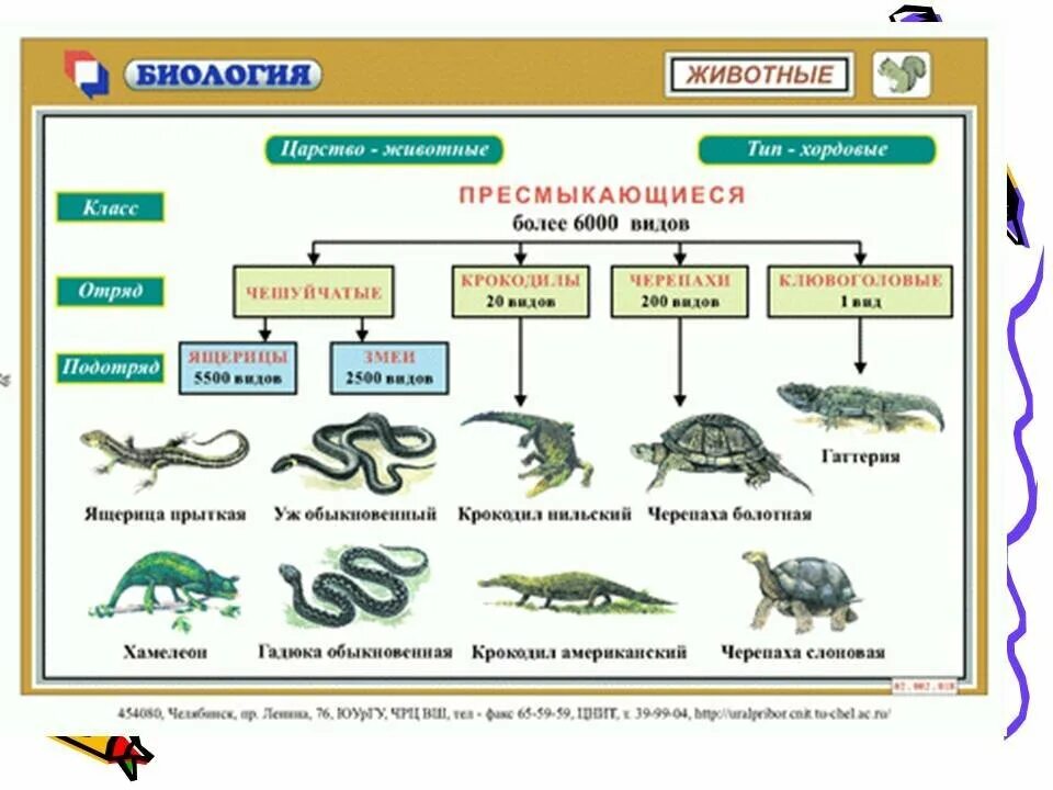 Класс биология интернет урок. Класс пресмыкающиеся и рептилии биология 7 класс таблица. Таблица земноводные 7 класс биология систематика. Схема многообразие пресмыкающихся 7 класс биология. Классификация рептилий 7 класс биология.