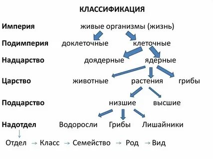 Надцарство крапивы