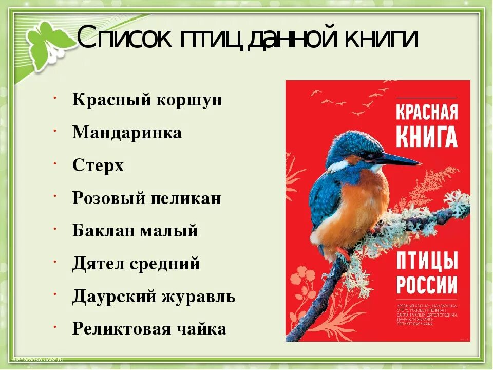 Красная книга список птиц. Красный Коршун красная книга. Красная книга России красный Коршун. Красный Коршун красная книга Калининградской области. Буклет про красного коршуна.