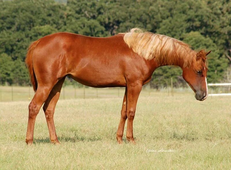 Лошадка м. Квотерхорсы лошади. Chestnut Quarter Horse. Красивые квотерхорсы. Как нарисовать лошадь породы квотерхорс.