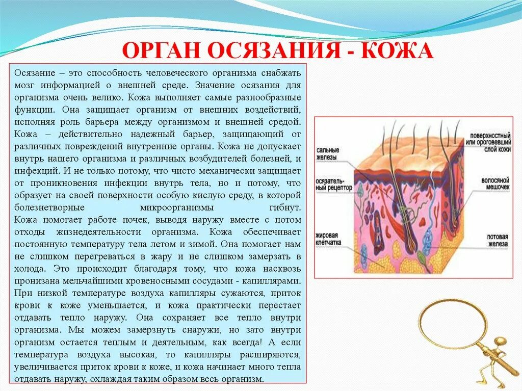 Орган осязания 8 класс биология. Органы чувств кожа. Органы осязания у человека. Кожа это орган человека. Презентация на тему кожа человека.