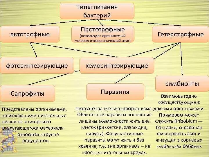 Типы питания биология 8 класс. Типы питания. Классификация типов питания организмов. Организмы по типу питания. Классификация живых организмов по типу питания.