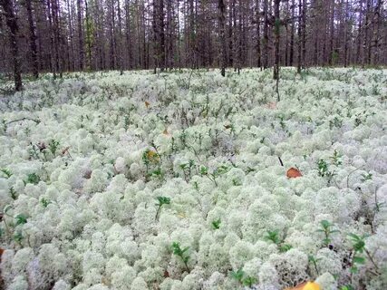Ягель произрастает